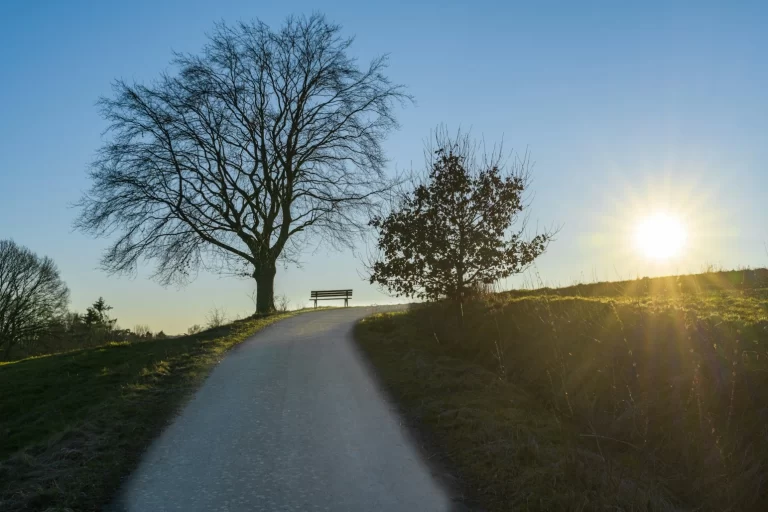 Bench on hill next to trees with sunrise over hill