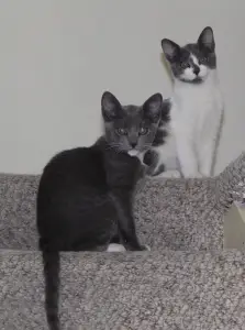 Kittens on stairs looking at camera